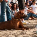Versilia Polo Beach Cup edizione 2014