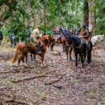 19° Benedizione degli Animali san rossore