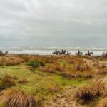 19° Benedizione degli Animali san rossore