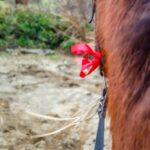 19° Benedizione degli Animali san rossore