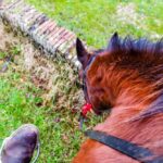 19° Benedizione degli Animali san rossore