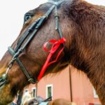 19° Benedizione degli Animali san rossore