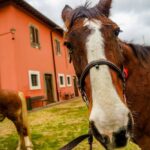 19° Benedizione degli Animali san rossore