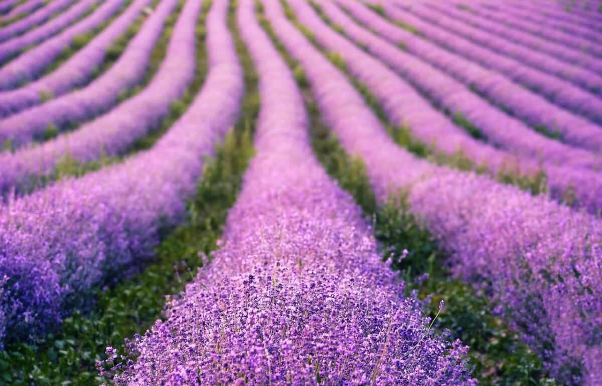 campi di lavanda in toscana